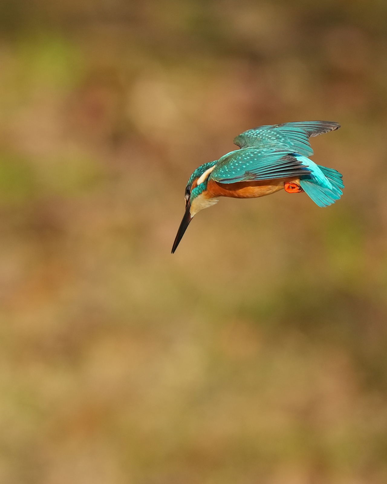 f:id:zo5ur53kle:20211121211821j:plain