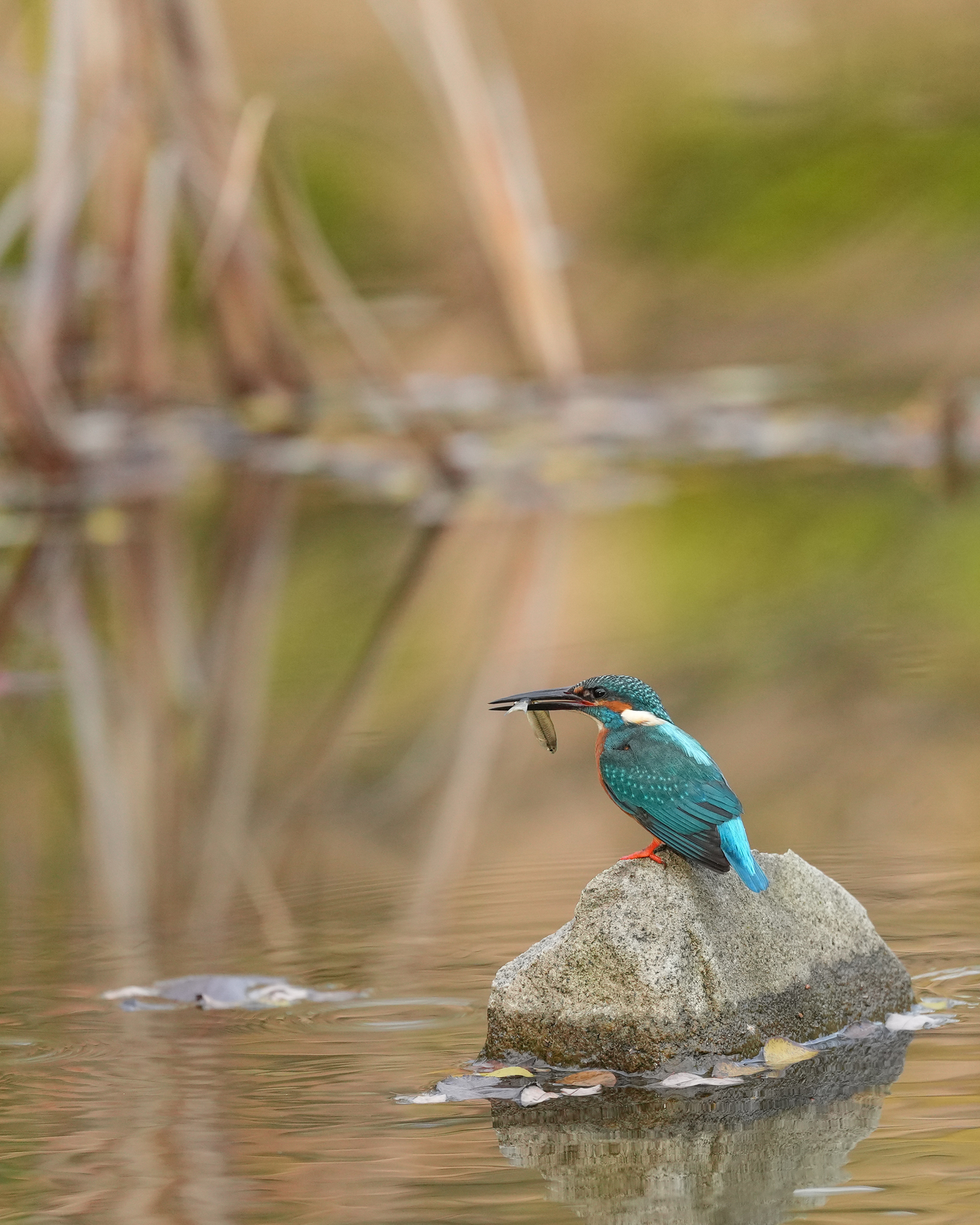 f:id:zo5ur53kle:20211121211838j:plain