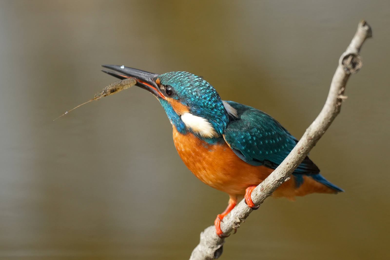 f:id:zo5ur53kle:20211121211909j:plain