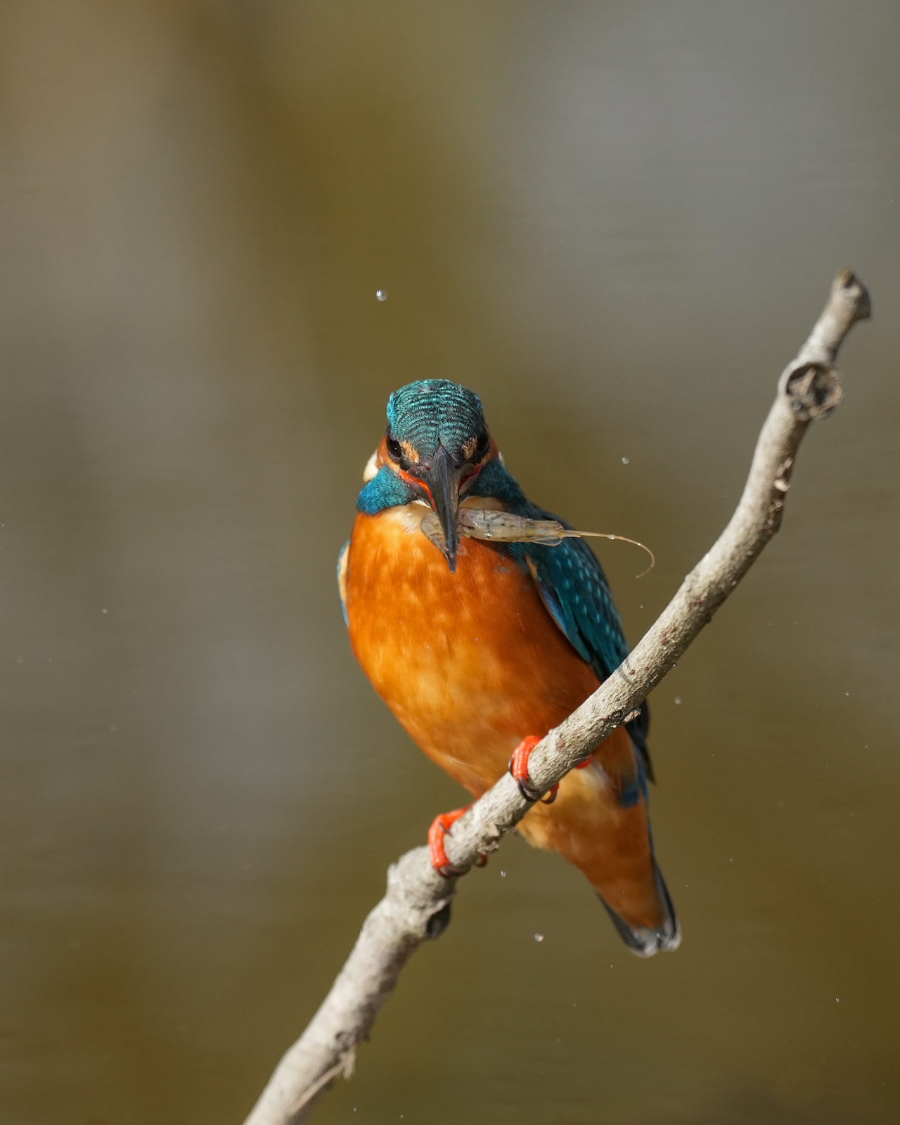 f:id:zo5ur53kle:20211121211922j:plain