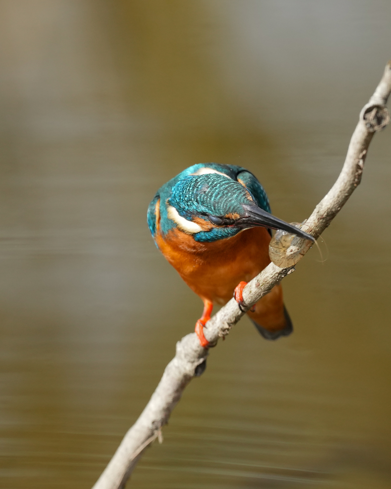 f:id:zo5ur53kle:20211121211933j:plain