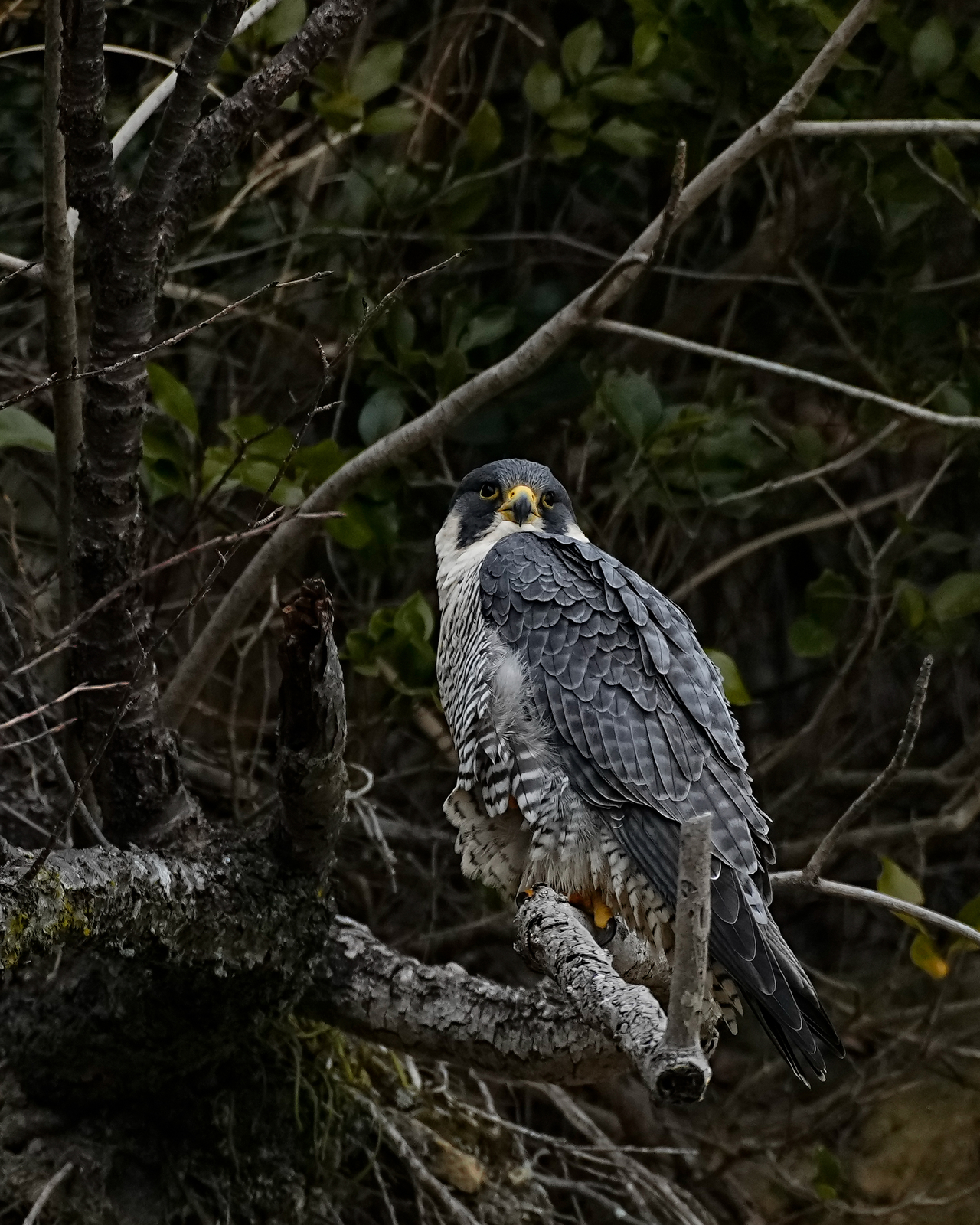 f:id:zo5ur53kle:20220220004736j:plain