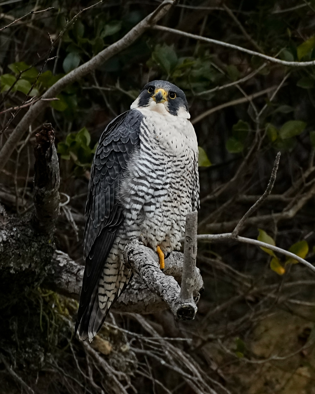 f:id:zo5ur53kle:20220220004810j:plain