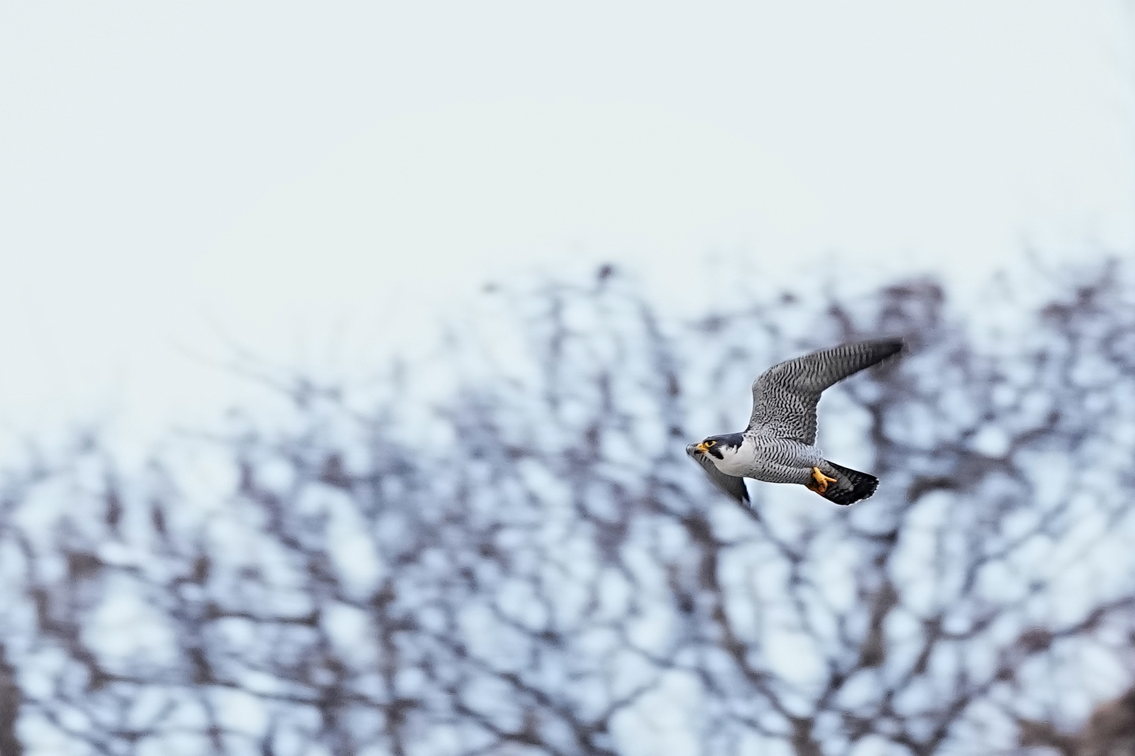 f:id:zo5ur53kle:20220220004833j:plain