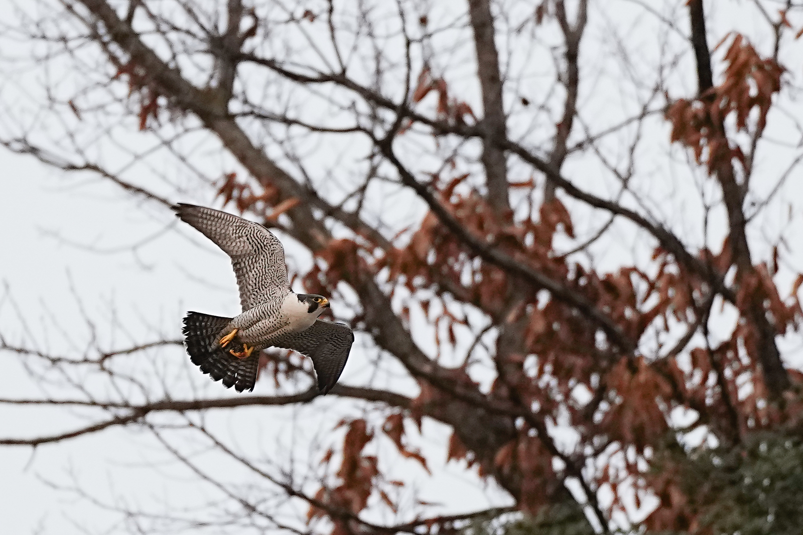 f:id:zo5ur53kle:20220220004846j:plain