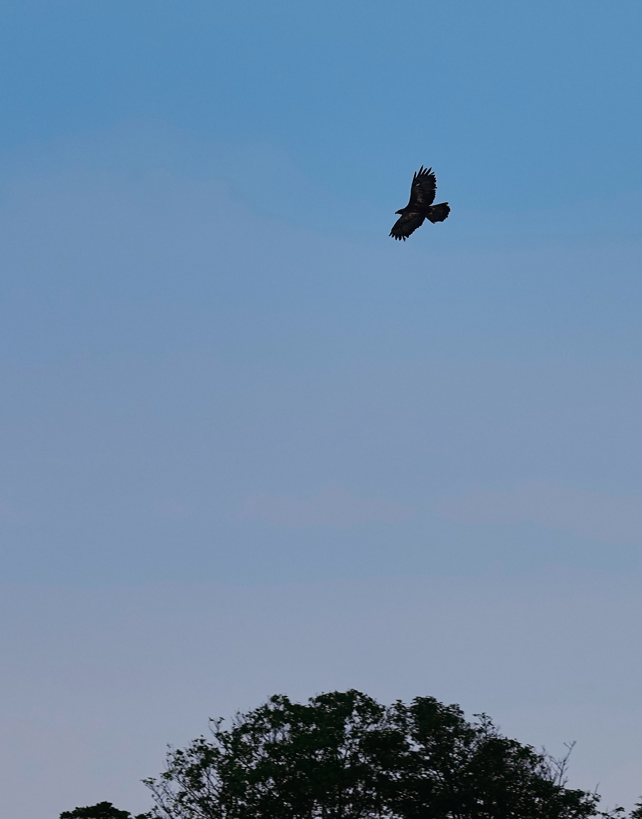 空の王者 イヌワシ（三ツ星に出会えた） - あの自由気ままな雲のように