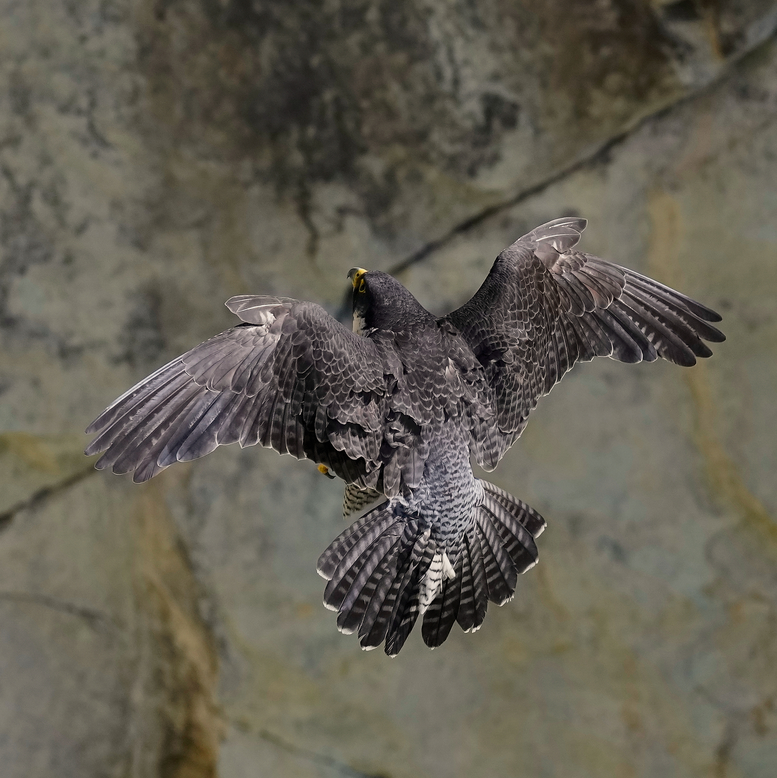 5月12日のハヤブサ - あの自由気ままな雲のように