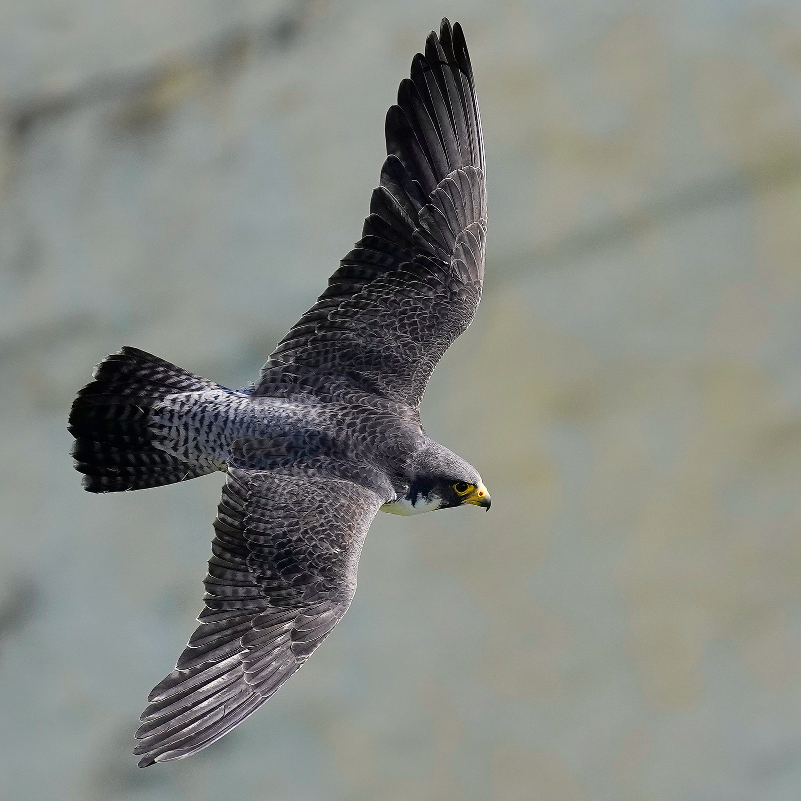 5月12日のハヤブサ - あの自由気ままな雲のように