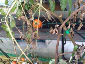 f:id:zoffy87:20121205152344j:image