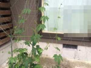 f:id:zoffy87:20150628205502j:image