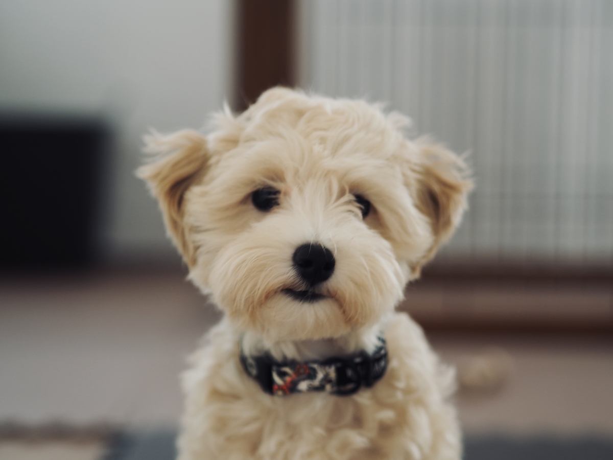 獣医師に注意を受けた子犬の育て方 生後五ヶ月目のマルプーの様子 らいふぶろぐ