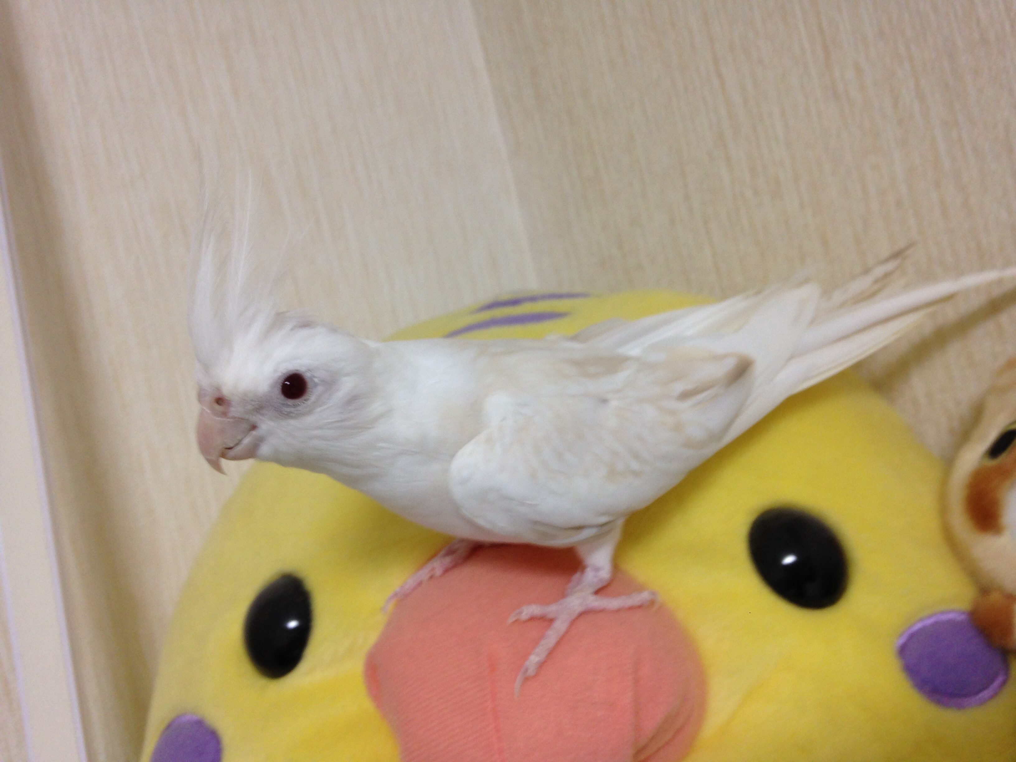 f:id:zombiEVO:20160912221429j:image f:id:zombiEVO:20160912221429j:image