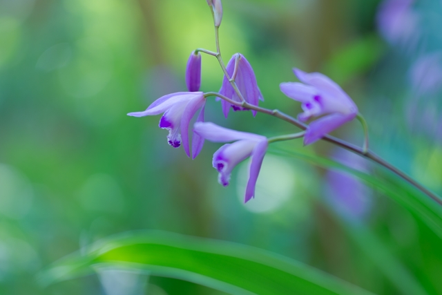 f:id:zoo_1112:20170528203201j:plain f:id:zoo_1112:20170528203201j:plain