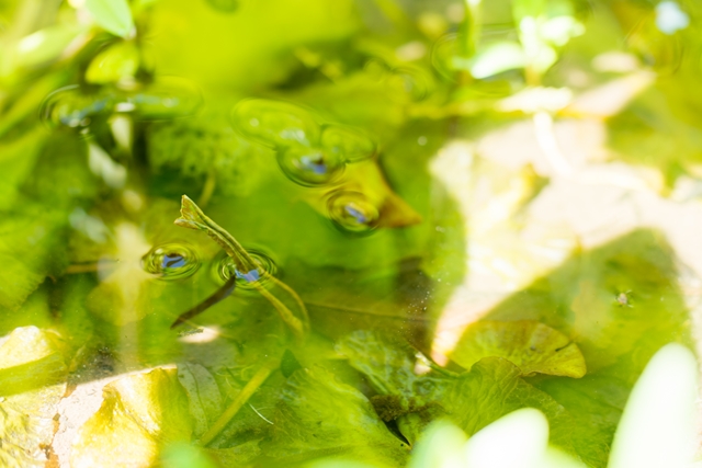 f:id:zoo_1112:20170528203309j:plain f:id:zoo_1112:20170528203309j:plain