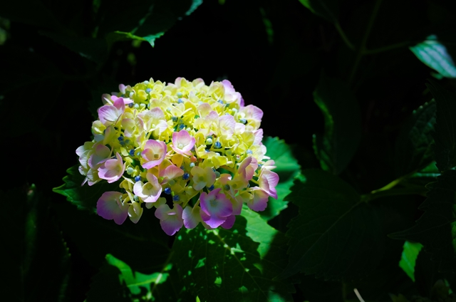 f:id:zoo_1112:20170604223604j:plain f:id:zoo_1112:20170604223604j:plain