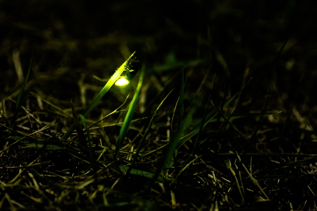 f:id:zoo_1112:20170604223808j:plain f:id:zoo_1112:20170604223808j:plain