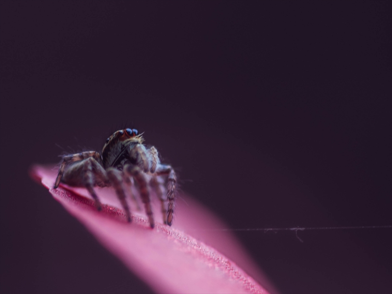 f:id:zoo_1112:20171229081942j:plain f:id:zoo_1112:20171229081942j:plain