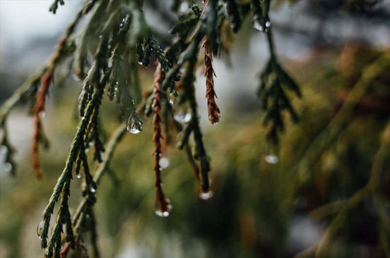 f:id:zoo_1112:20180108183233j:plain f:id:zoo_1112:20180108183233j:plain