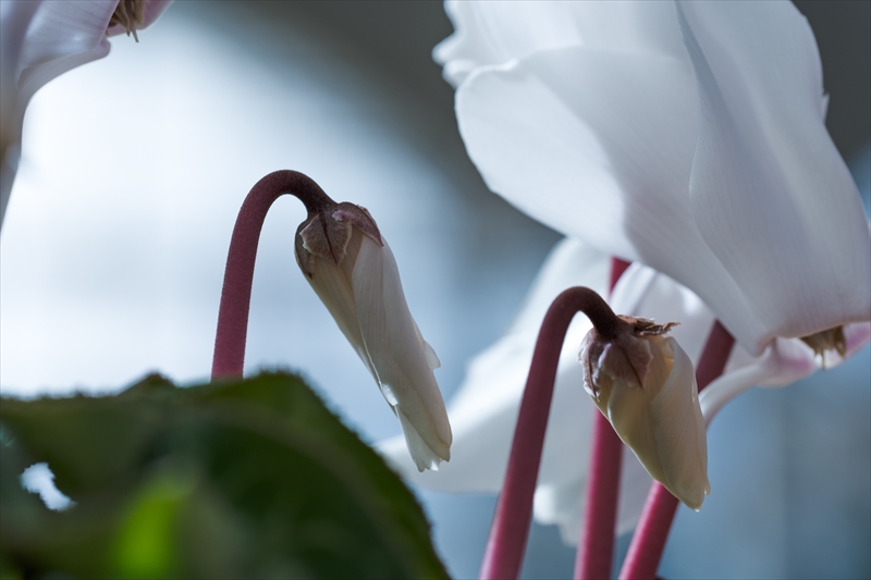 f:id:zoo_1112:20180212144913j:plain