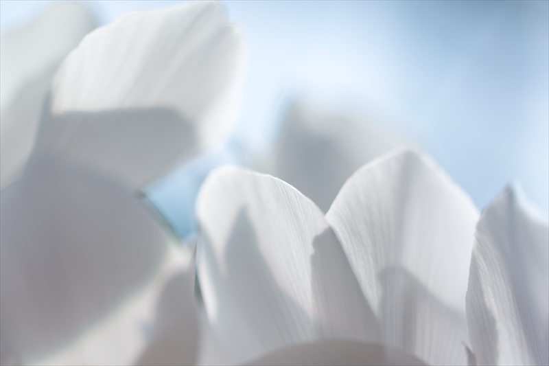 f:id:zoo_1112:20180212144920j:plain