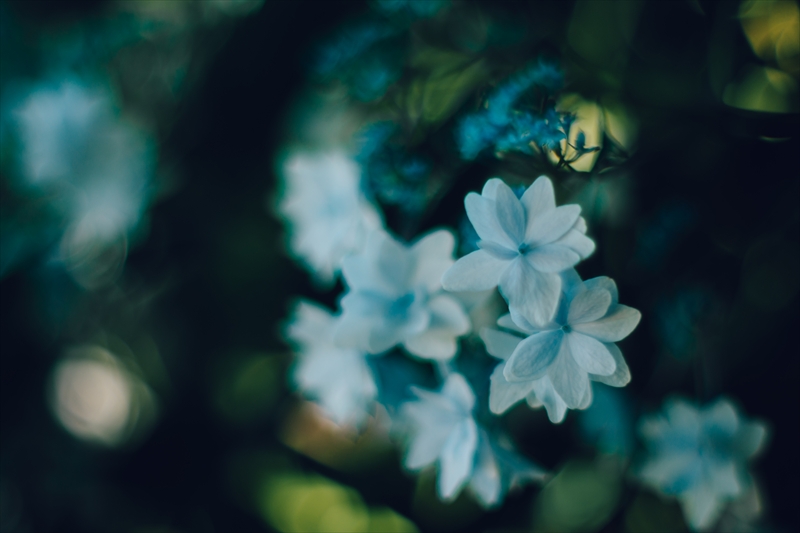 f:id:zoo_1112:20180722172735j:plain f:id:zoo_1112:20180722172735j:plain