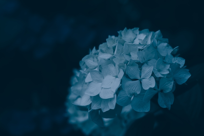 f:id:zoo_1112:20180722172910j:plain f:id:zoo_1112:20180722172910j:plain