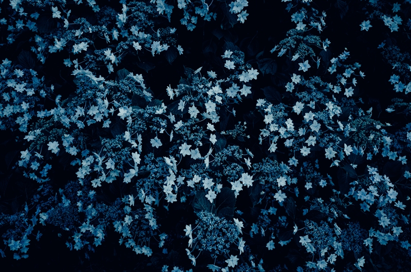 f:id:zoo_1112:20180722173011j:plain f:id:zoo_1112:20180722173011j:plain