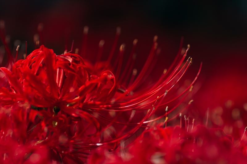 f:id:zoo_1112:20181007172640j:plain f:id:zoo_1112:20181007172640j:plain