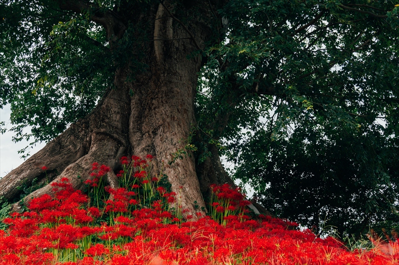 f:id:zoo_1112:20181007172925j:plain f:id:zoo_1112:20181007172925j:plain