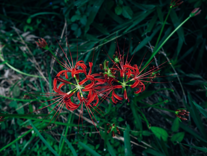 f:id:zoo_1112:20181007181229j:plain f:id:zoo_1112:20181007181229j:plain