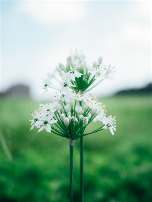 f:id:zoo_1112:20181007181230j:plain f:id:zoo_1112:20181007181230j:plain