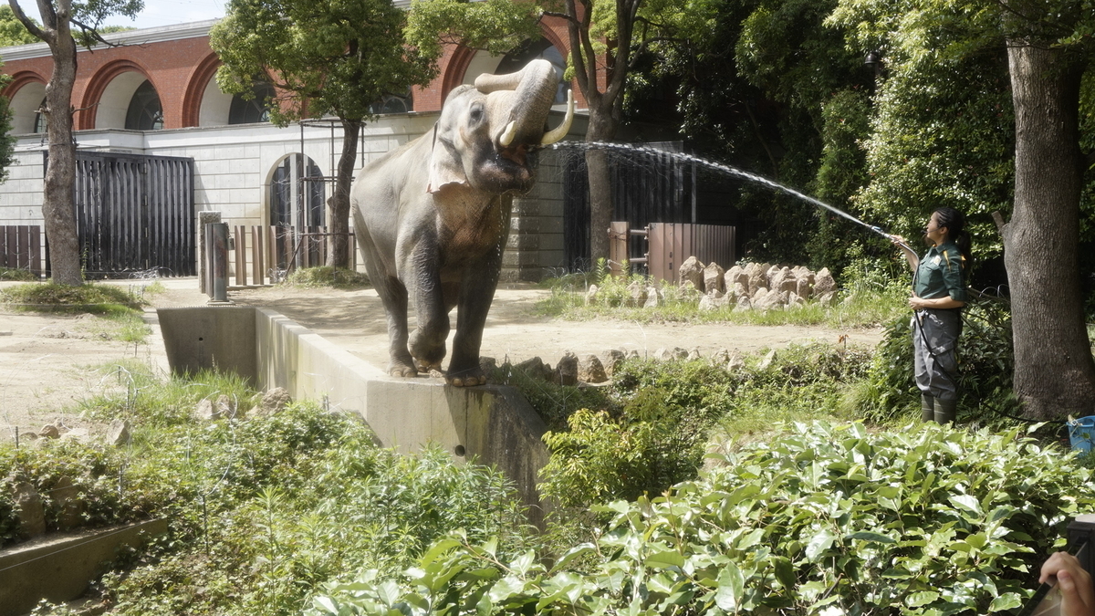 f:id:zoogo:20190409185525j:plain