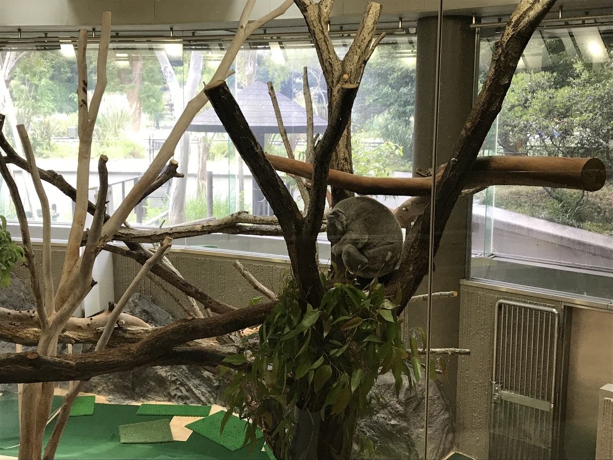 f:id:zoogo:20190602214800j:plain