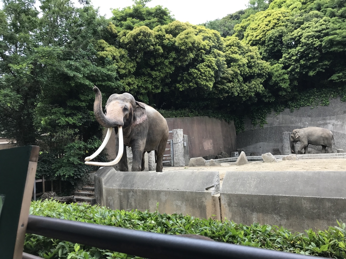 f:id:zoogo:20190602214826j:plain