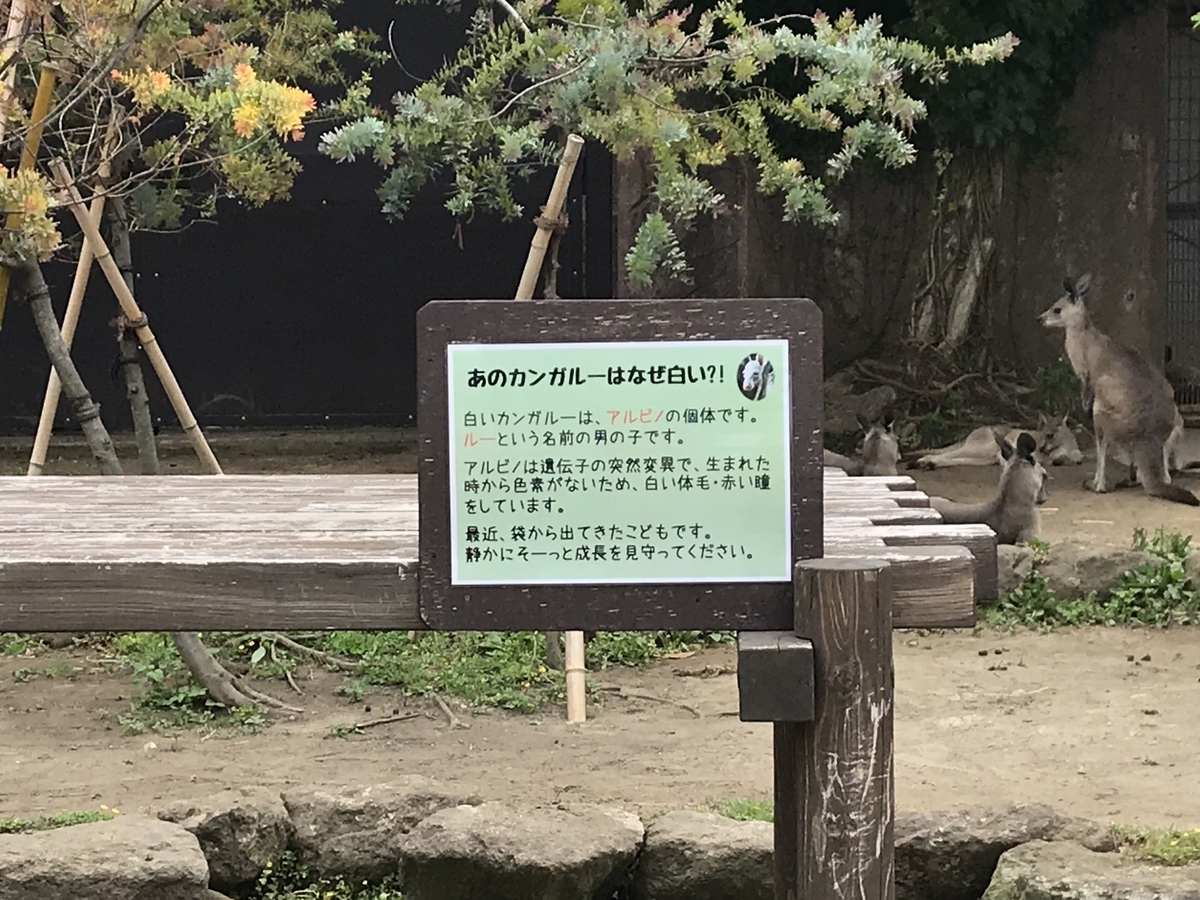 f:id:zoogo:20190602214936j:plain