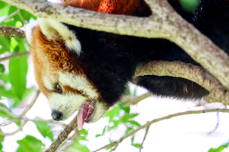 f:id:zoonimal:20200805231536j:plain f:id:zoonimal:20200805231536j:plain