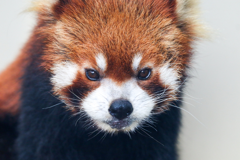 f:id:zoonimal:20200805231547j:plain f:id:zoonimal:20200805231547j:plain