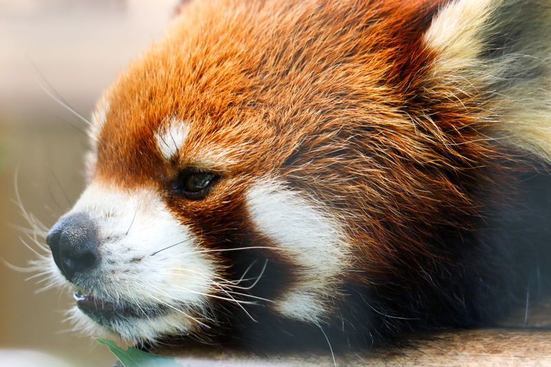 f:id:zoonimal:20200808160516j:plain f:id:zoonimal:20200808160516j:plain