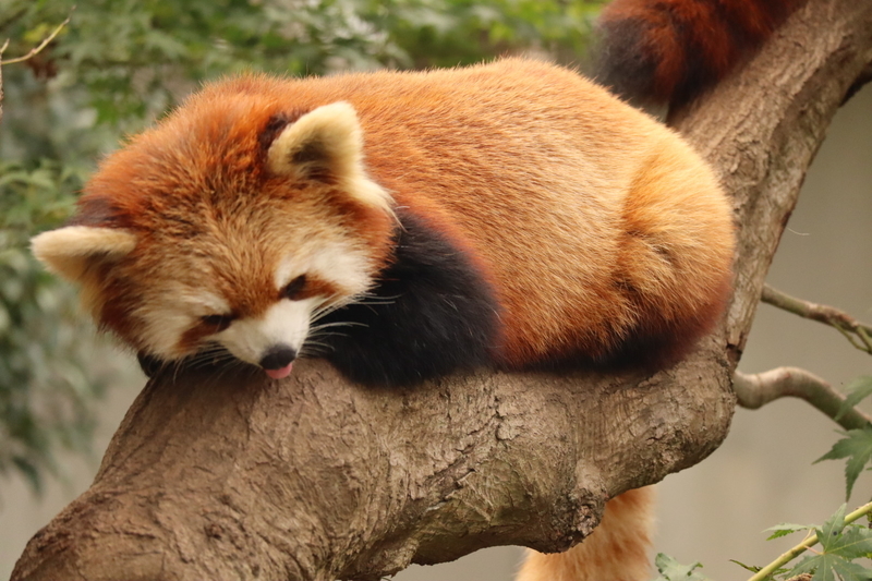 f:id:zoonimal:20200808163559j:plain f:id:zoonimal:20200808163559j:plain