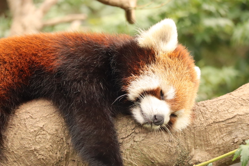 f:id:zoonimal:20200808163604j:plain f:id:zoonimal:20200808163604j:plain