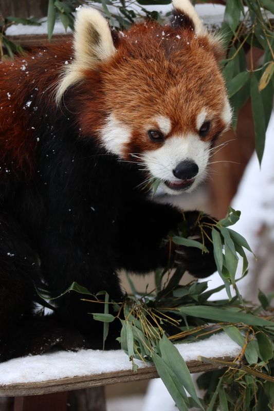 f:id:zoonimal:20200808163617j:plain f:id:zoonimal:20200808163617j:plain