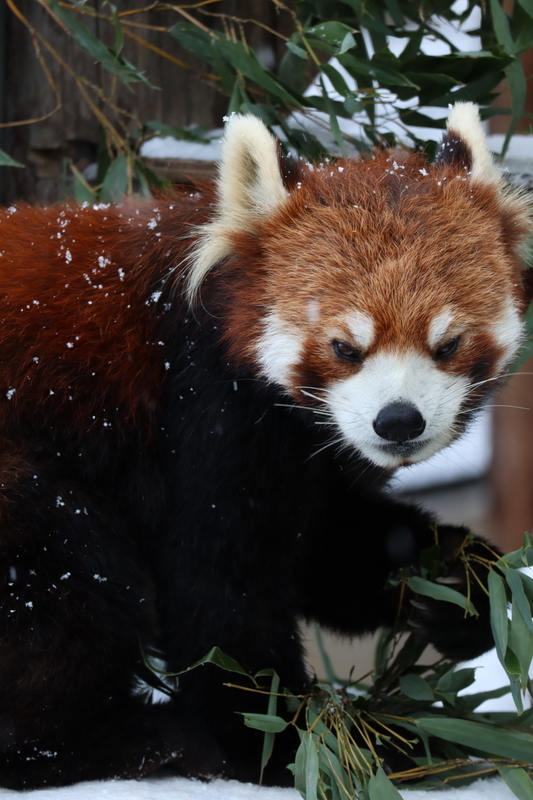 f:id:zoonimal:20200808163645j:plain f:id:zoonimal:20200808163645j:plain