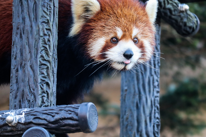 f:id:zoonimal:20200808163706j:plain f:id:zoonimal:20200808163706j:plain