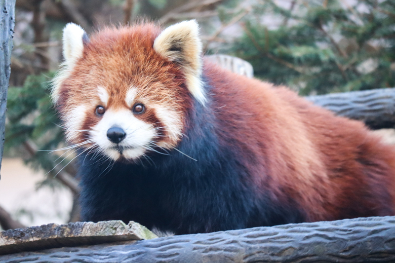 f:id:zoonimal:20200808163711j:plain f:id:zoonimal:20200808163711j:plain