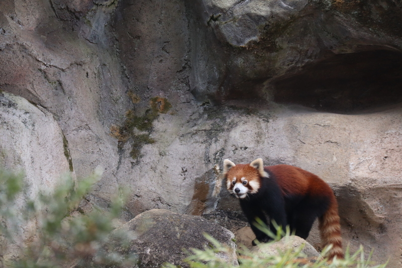 f:id:zoonimal:20200808163717j:plain f:id:zoonimal:20200808163717j:plain