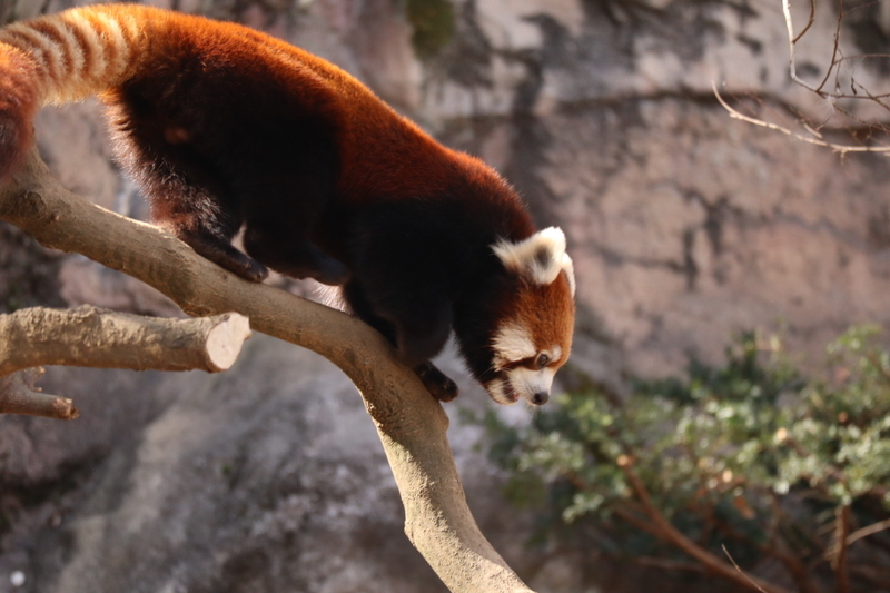 f:id:zoonimal:20200808163723j:plain f:id:zoonimal:20200808163723j:plain