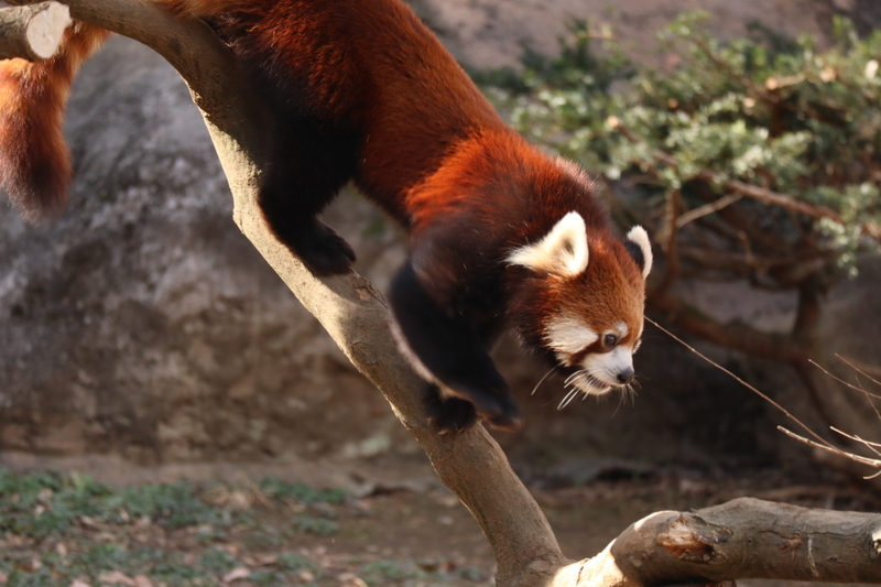 f:id:zoonimal:20200808163729j:plain f:id:zoonimal:20200808163729j:plain