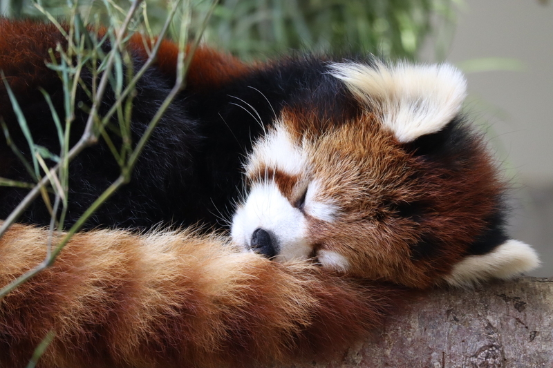 f:id:zoonimal:20200808163735j:plain f:id:zoonimal:20200808163735j:plain