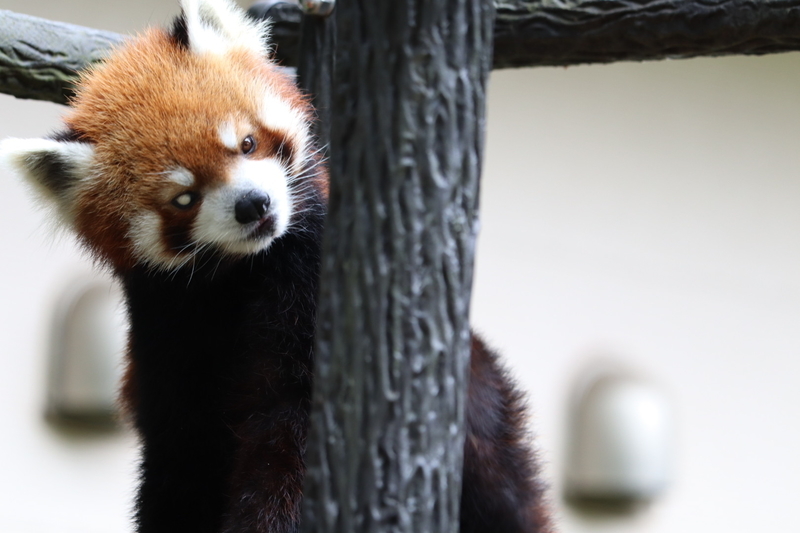 f:id:zoonimal:20200808163746j:plain f:id:zoonimal:20200808163746j:plain