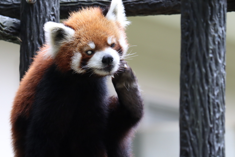 f:id:zoonimal:20200808163751j:plain f:id:zoonimal:20200808163751j:plain